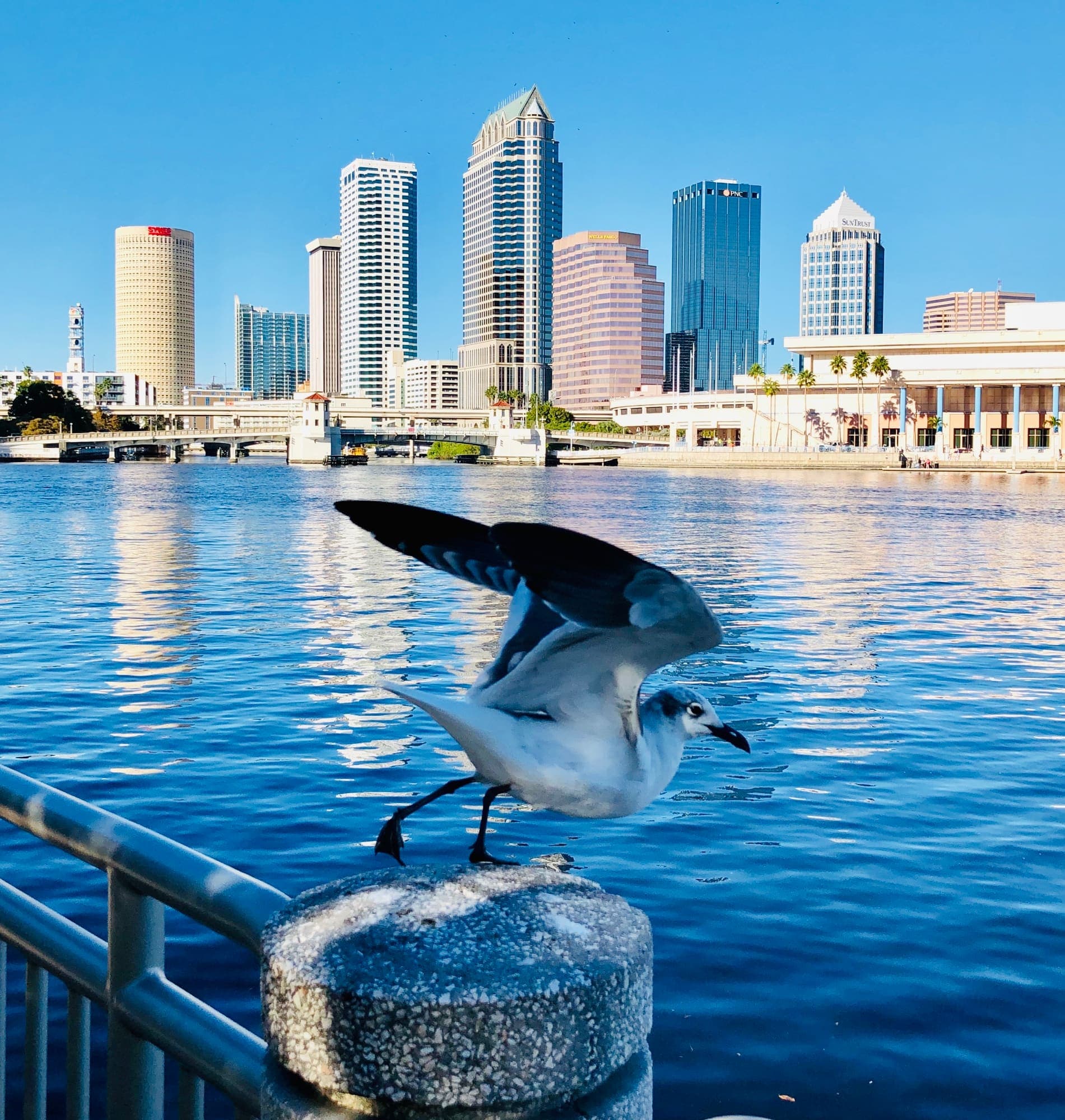 The Tampa skyline at dusk